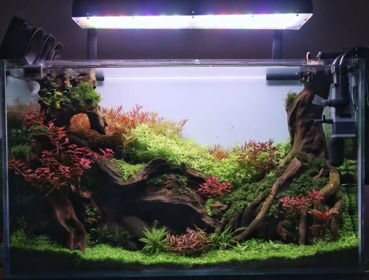 Nature Style Aquascape: Aquascape Tema Natural