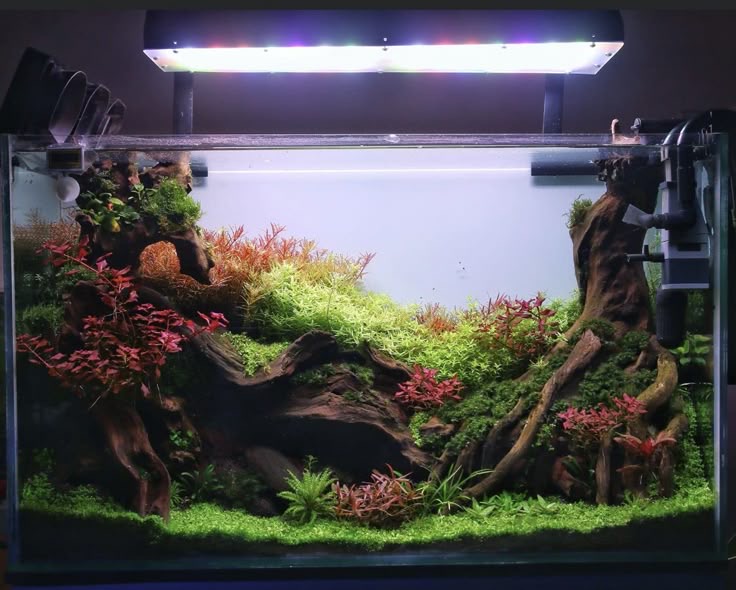 Nature Style Aquascape: Aquascape Tema Natural